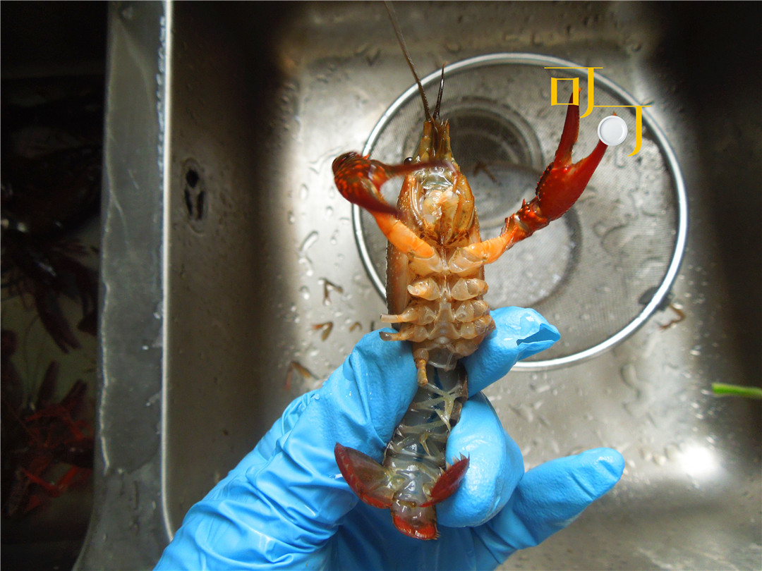把小龙虾的8只细爪剪掉,因为没有肉,又容易附着脏东西,只留两个大钳子