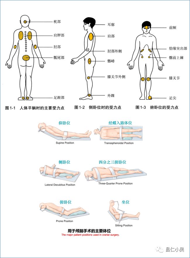 神经解剖学习笔记神外手术的体位
