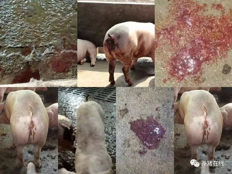 1 猪拉红色粪水时考虑是红痢和血痢.