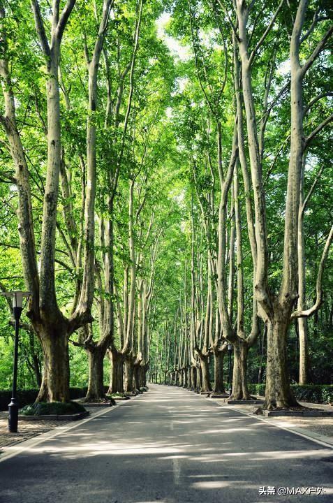中国最美林荫大道图片