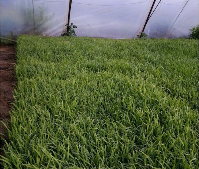 水稻育苗该不该用调解剂