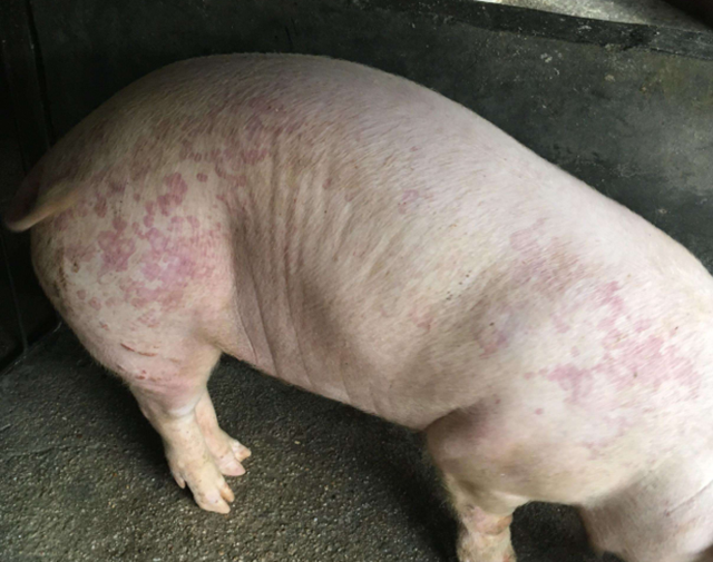 这病在70%以上的猪场都存在,表面不严重实际可能要猪命
