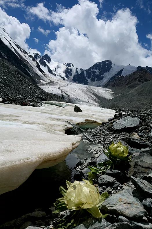【丝路名城 甜美哈密】水空一色!雪莲争芳!带您领略亚洲最大平顶冰川