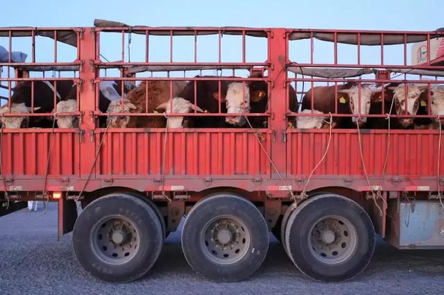 23年300万公里一位女货车司机的日与夜