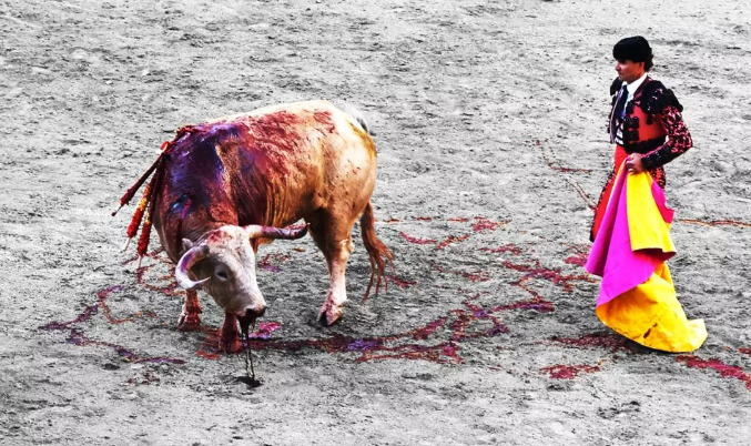 science,在斗牛士杀害公牛后,公牛的尸体将被送去屠宰场,它的肉将用于