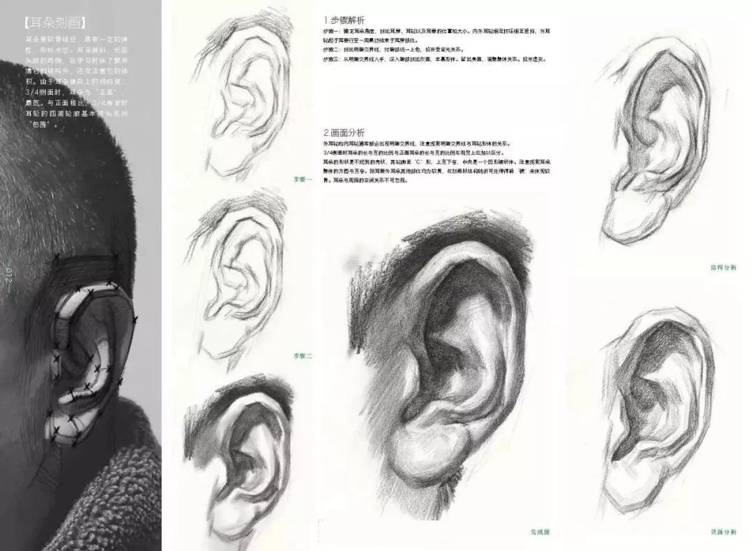 注重五官在各角度的透視變化與結構表現.4.準確把握耳朵外形結構特徵.