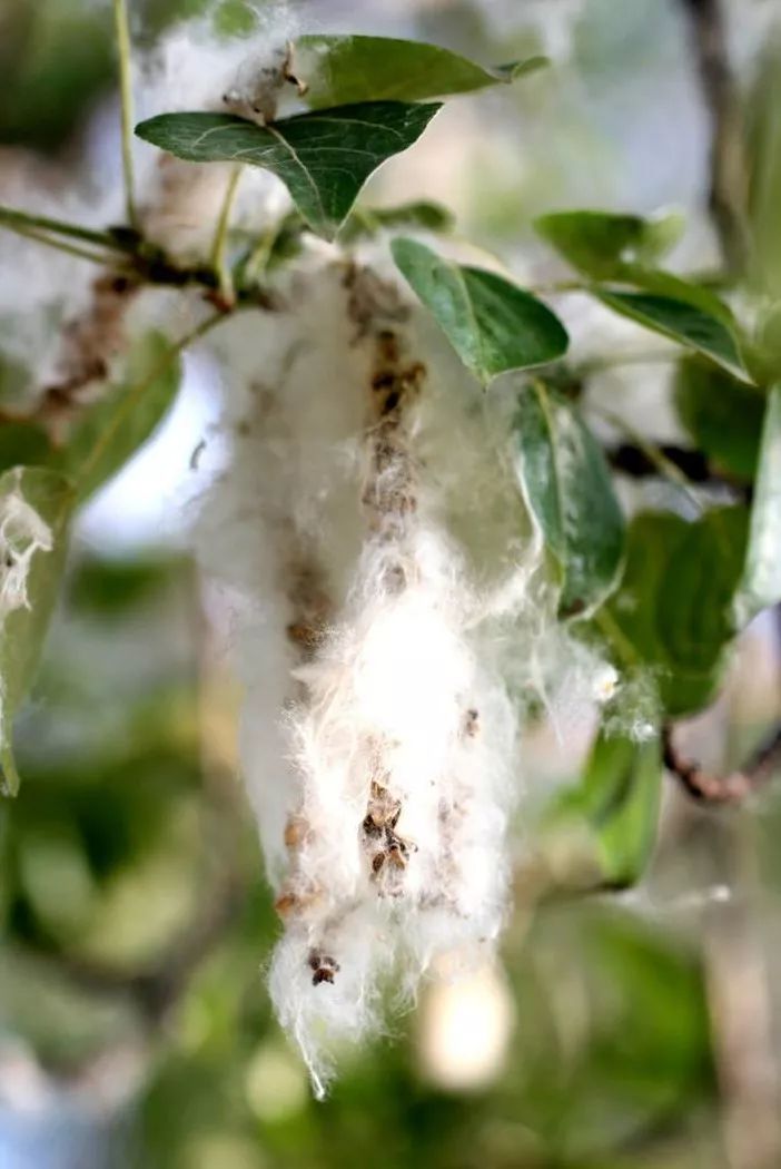 漫天飘絮迷人眼桑德环卫巧収拣