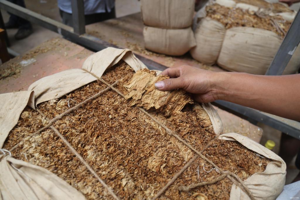 碧寨乡香料烟收购工作有序开展