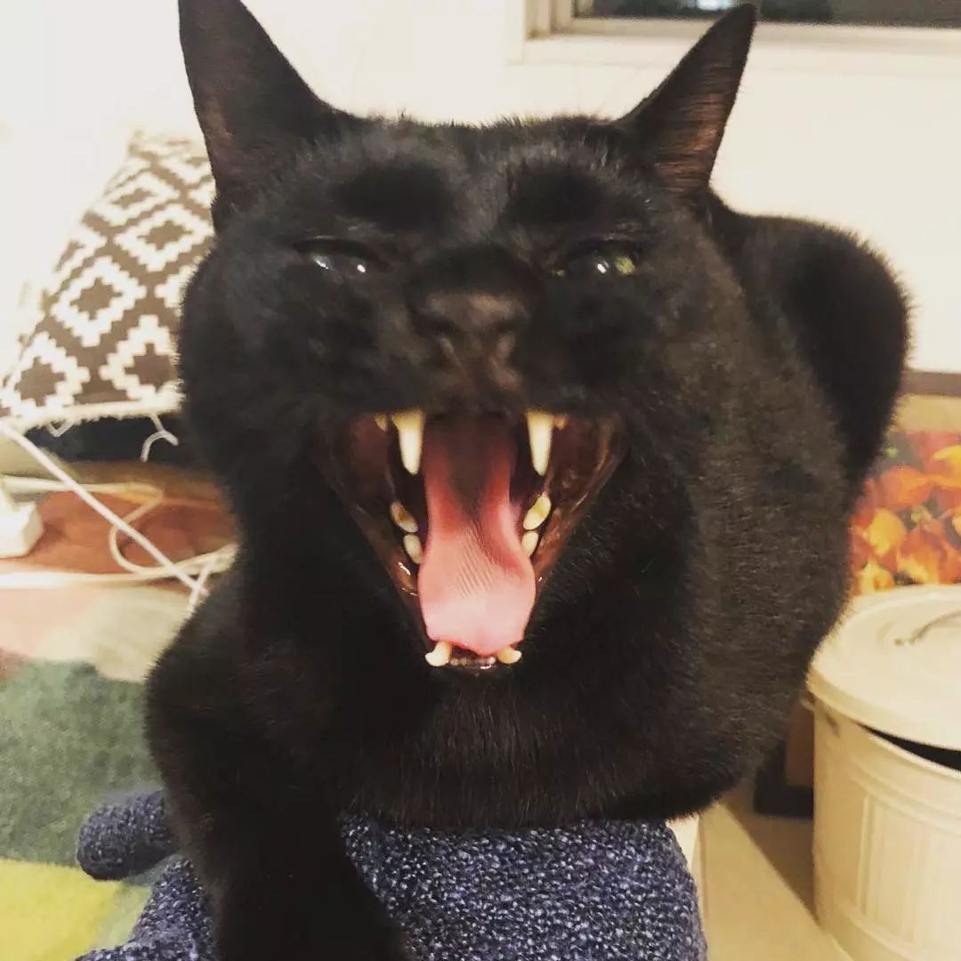 ins新晋男神又黑又胖,却让网友们大呼:我可以!_卡夫卡