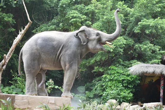 成功捕捉到一头爱笑的大象,开心.