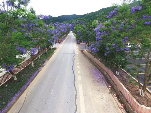 宁静,神秘的梦幻紫让广南这条国道美出天际