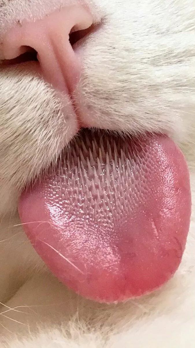 猫舌ガぐ图片