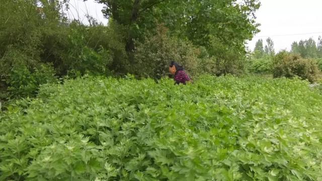 李召雲:勤勞雙手敲開脫貧致富之門