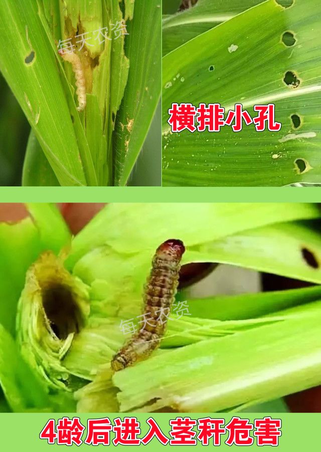 农业百科种玉米一定要知道的16大病虫害