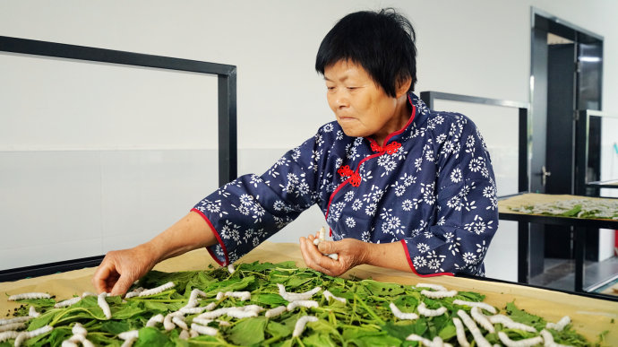 辛勤工作的蚕娘而蚕的养殖区域,规定也是非常的严格.