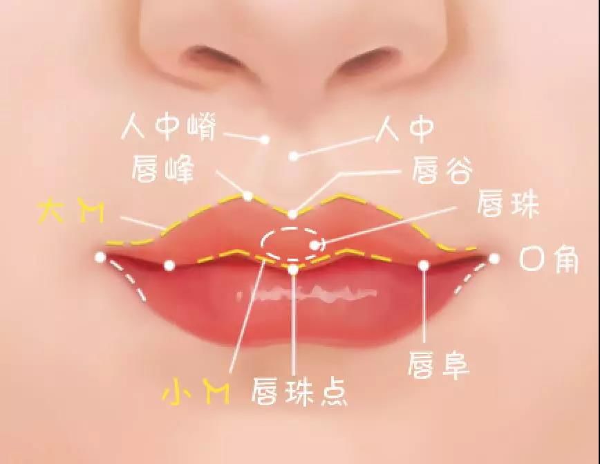 人的上唇的唇红线呈弓形称为唇弓,在正中线稍低并微向前突起.