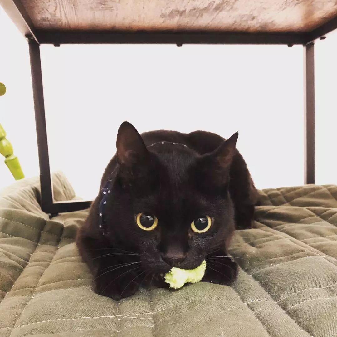 和其他猫一样, 睡觉的时候颜值骤降, 不过在铲屎官看来, 卡夫卡最大