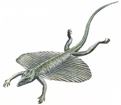 龙妈要是活在两亿年前骑的可能就是这玩意儿了