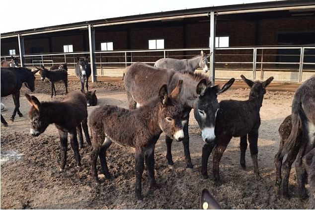 东阿阿胶"骑驴难下"