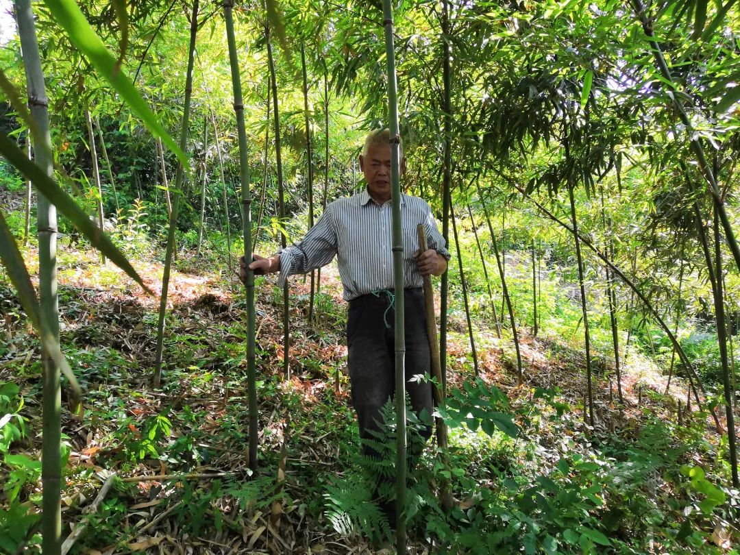 美女主播亲自下厨黄甜笋鲜嫩美味期待您的爱心认购