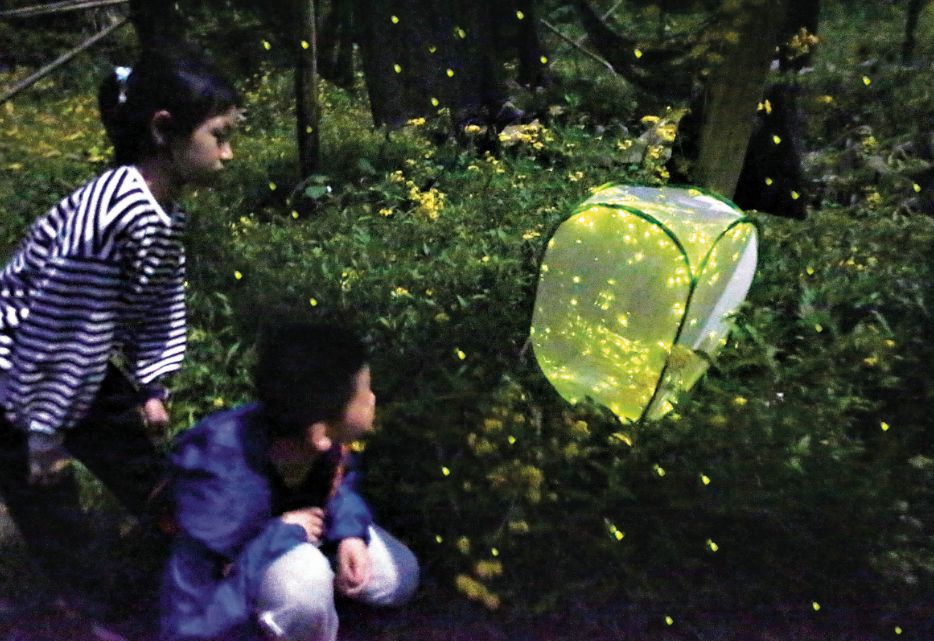 山间守望萤火虫还不够那就来博物馆见识恐龙明星吧