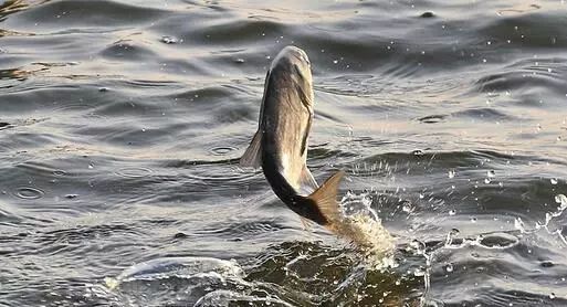 如何判断水里是否有鱼?_水面