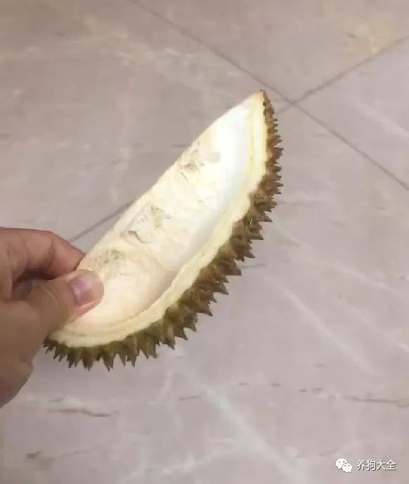 主人拿榴莲皮逗二哈,没想到二哈居然嫌弃榴莲臭:快把鼻子捂上!