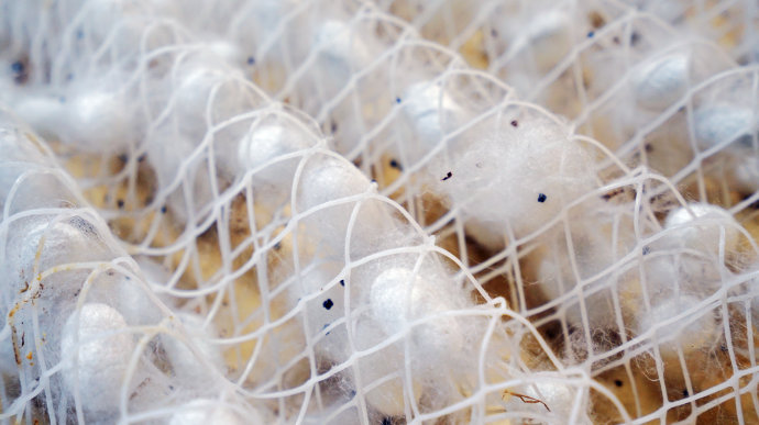 太湖之滨最有名的丝绸小镇桑葚柴火饭蚕宝宝小长假度假好地方