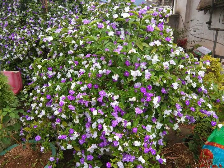 实用16种花修剪大全剪完就开花