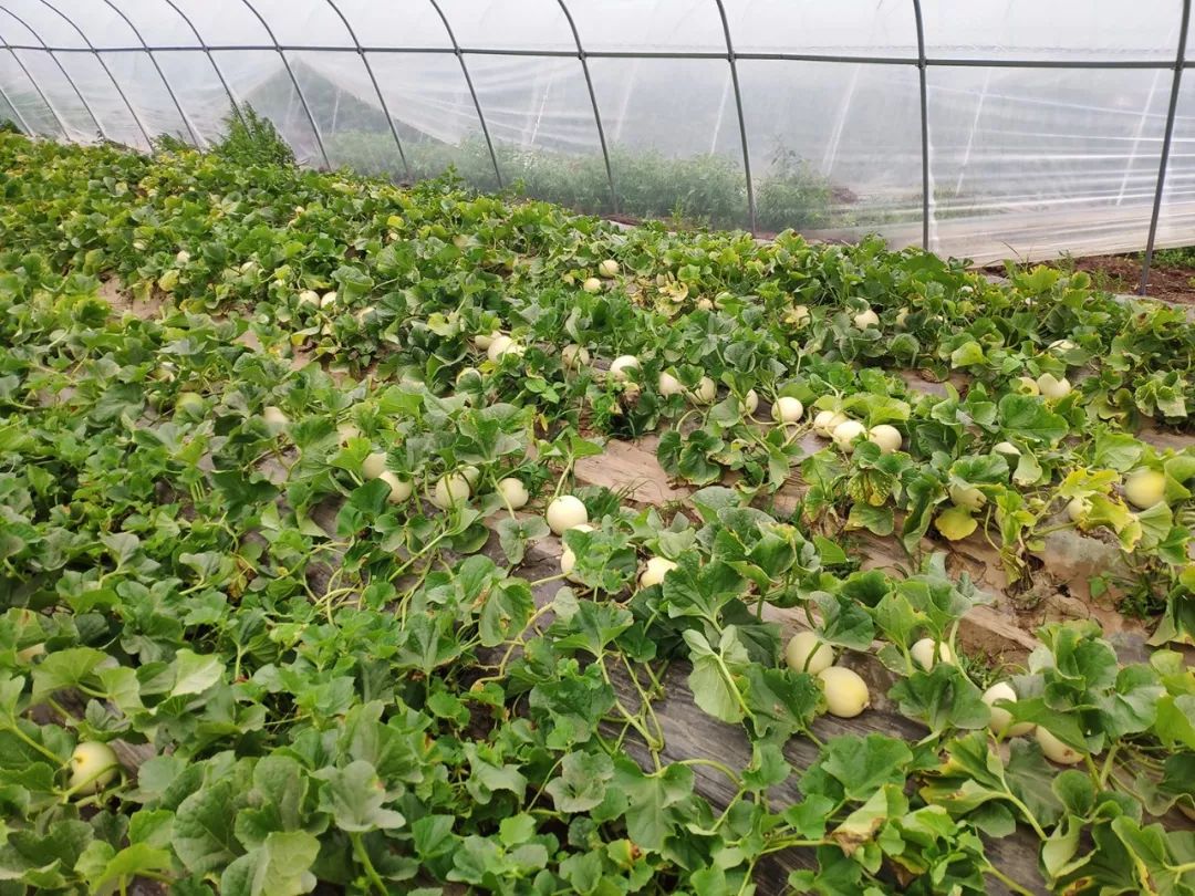 不好意思甜到你了南汇甜瓜直发罗店一口就上瘾