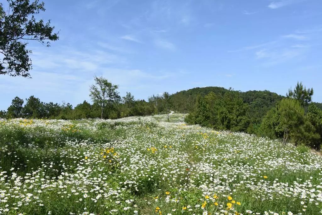 苍溪洋甘菊花海美到爆炸有约的吗