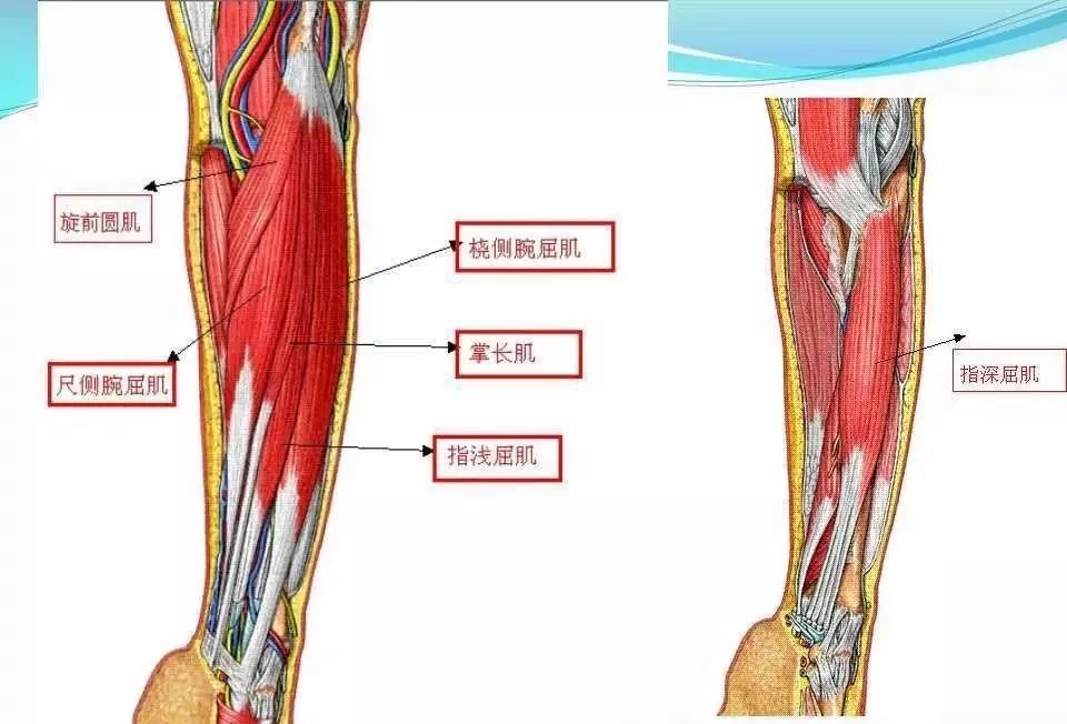 筋膜连接系统解剖—上肩臂部筋膜连接