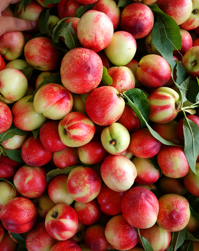 随县尚市镇早熟油桃今日上市