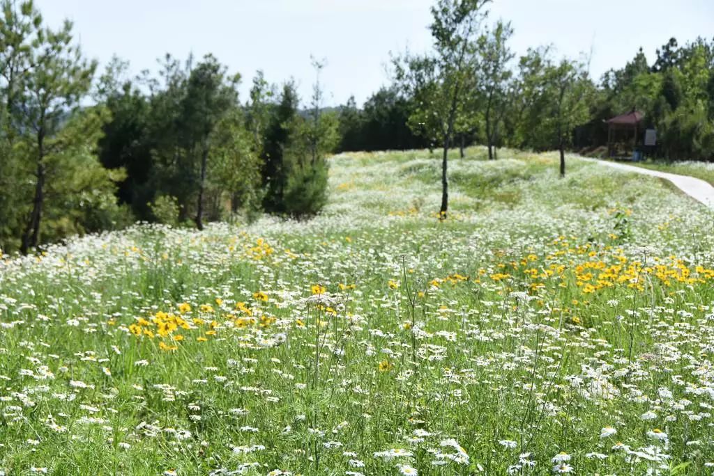 苍溪洋甘菊花海美到爆炸有约的吗