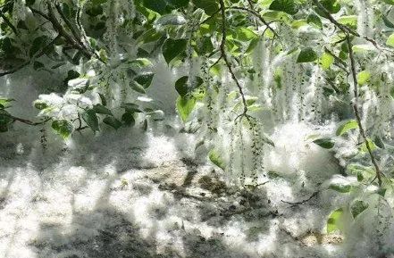 泗阳满天的杨树花什么时候消除答案来了