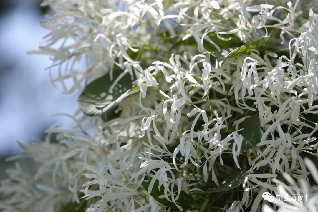 蓟州古树∣539岁流苏树花开芳香四溢洁白如雪