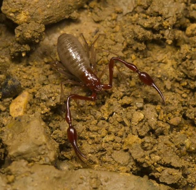 华农师生深入亚洲第一长洞发现新物种
