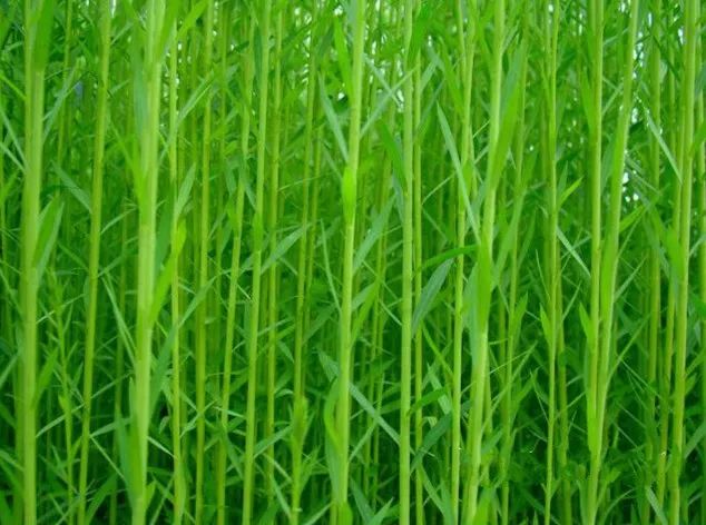 新申亚麻大师轻轻一点辨别真假亚麻