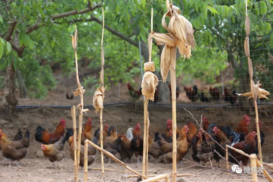 山鸡成长之路林地生态养殖环境以下是栗子园山鸡养殖的一组剪影,让