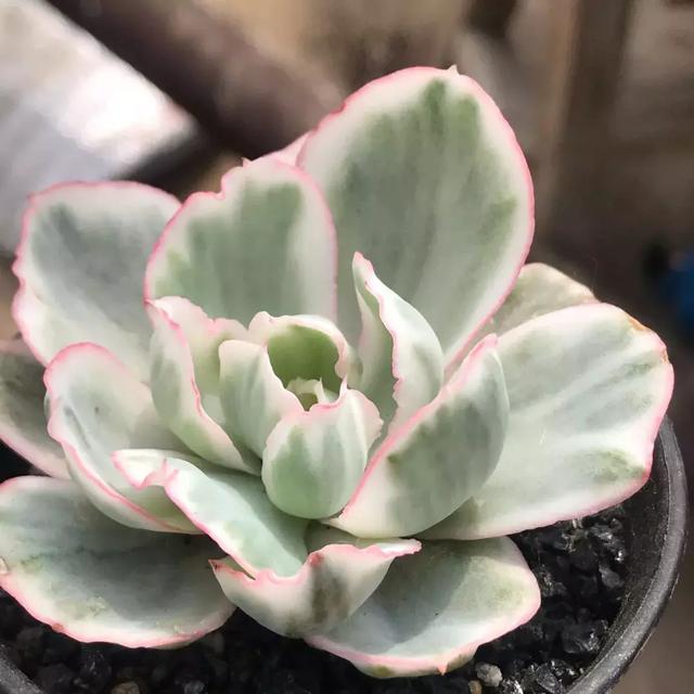 多肉植物多肉植物中的飞云伯克利锦应该怎么养