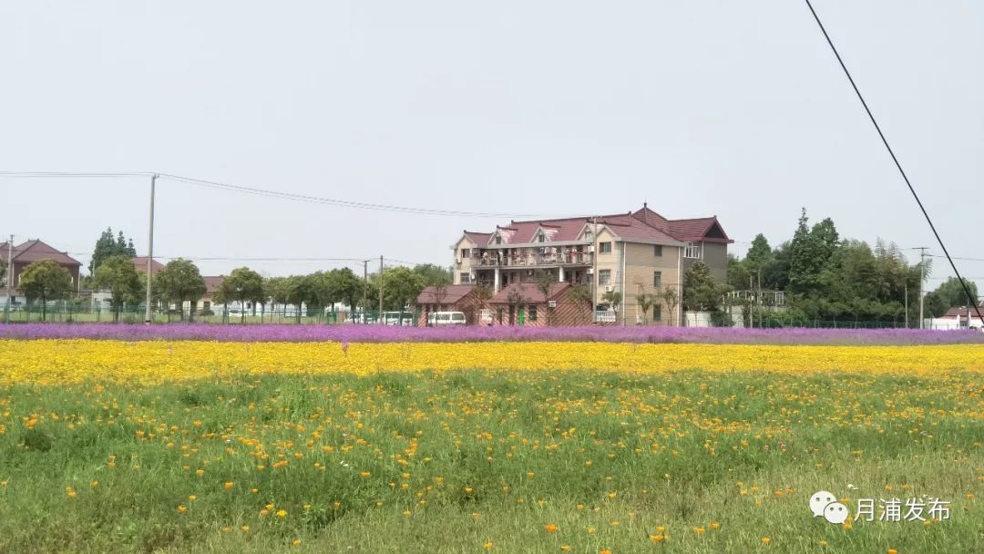 【工会】月浦镇总工会组织基层企业职工参观月浦花艺展_花卉