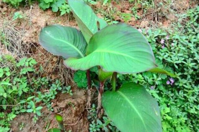 芭蕉芋種植一次,可多次收穫,芭蕉芋地下莖可全年挖掘.