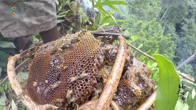 非洲原始部落舍命登高只为获取蜂蜜