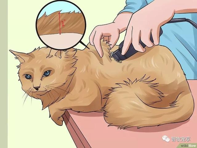铲屎官们,你了解如何给猫剃毛吗?_猫咪