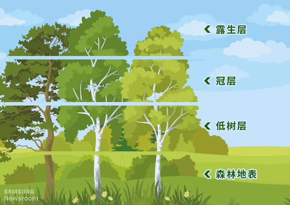为550纳米的绿光也极为重要,因为它可以穿透位置较高树木的下部冠层