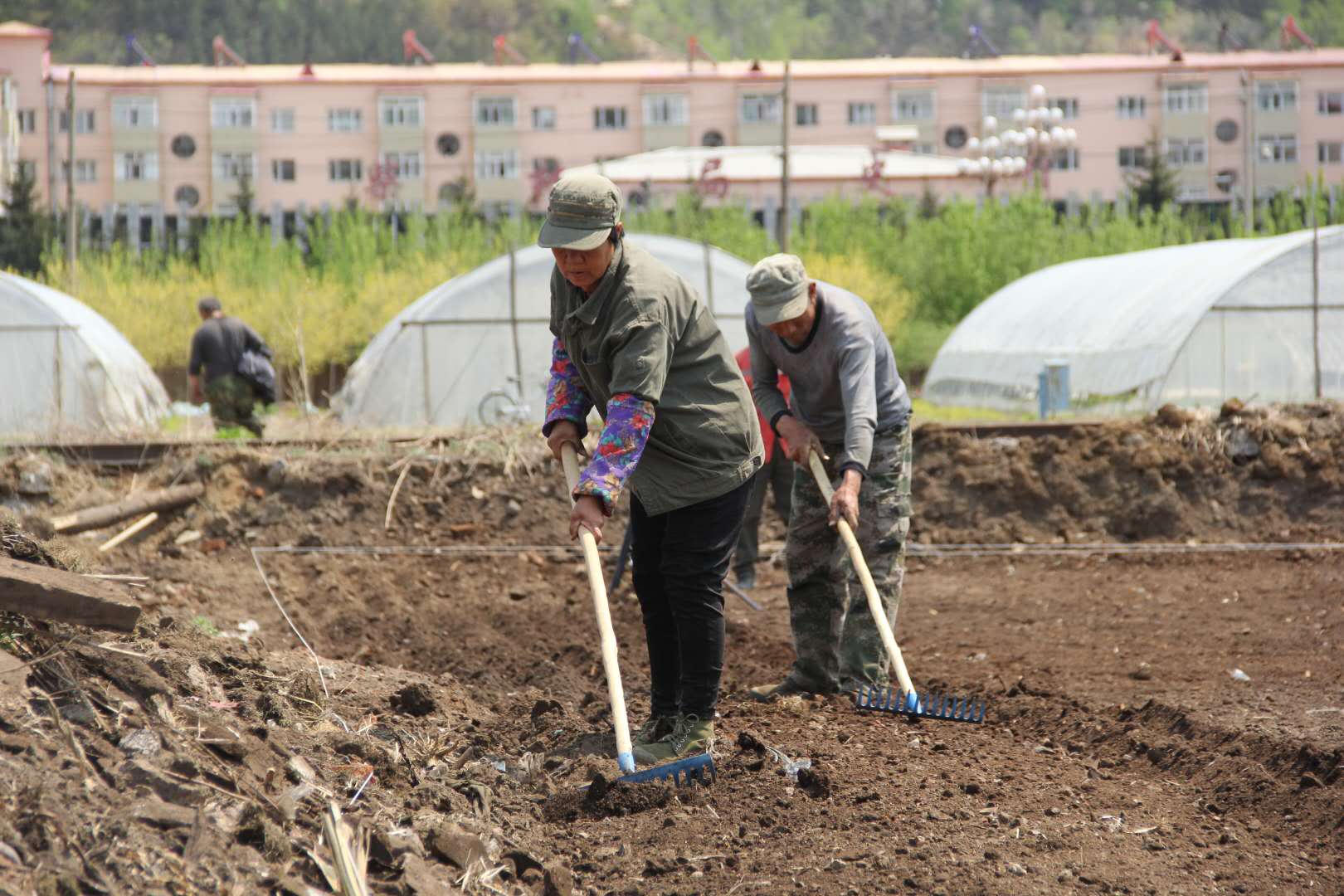 柴河林業局有限公司:打造韭菜產業 播種致富希望