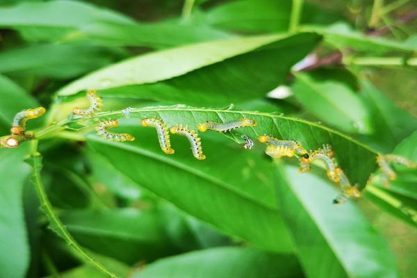路过一桃园,发现桃树叶片上有很多小虫在啃食树叶,这是什么虫?