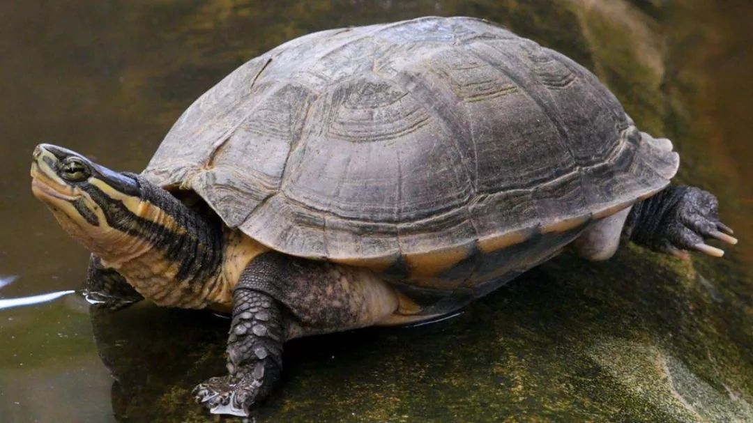 国家刚公布这7种龟是国家重点保护水生动物