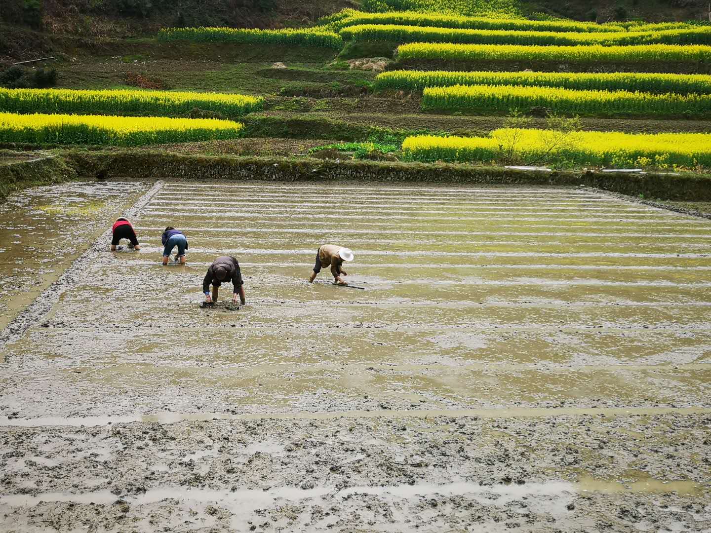 原生态耕作!安康女娲山500余亩稻田进入插秧季