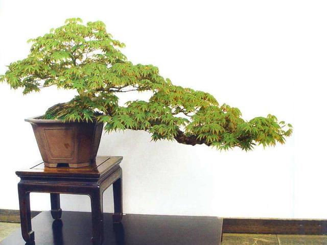 原创观叶盆景品种多枫树的红叶独树一帜叶形秀丽很吸睛